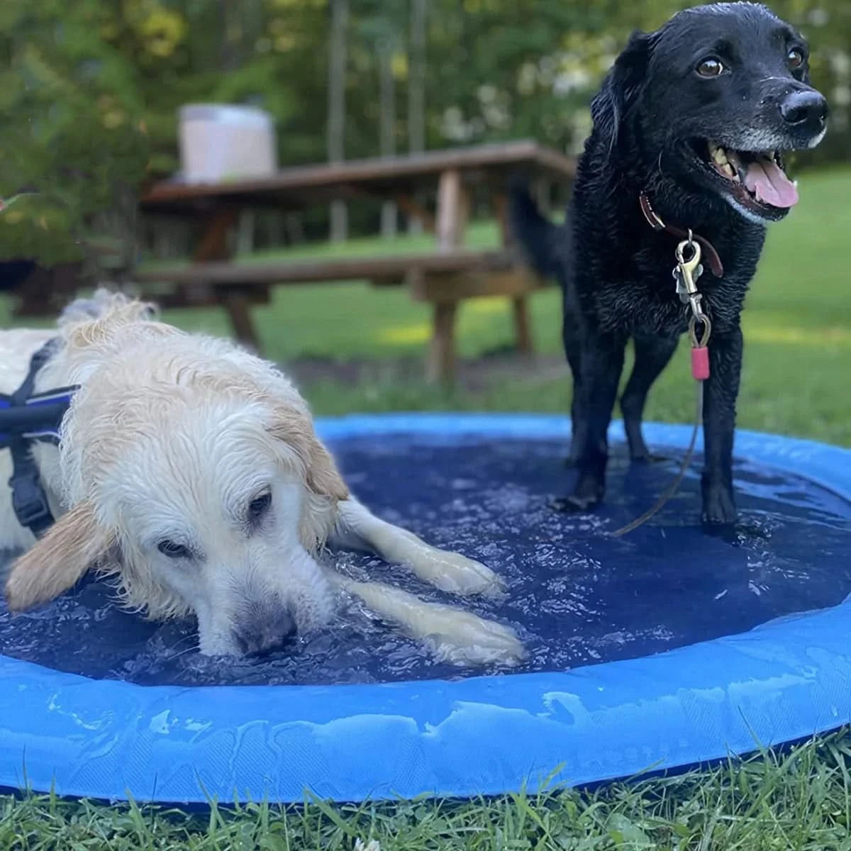 Piscina com Chafariz para Cachorros e Crianças
